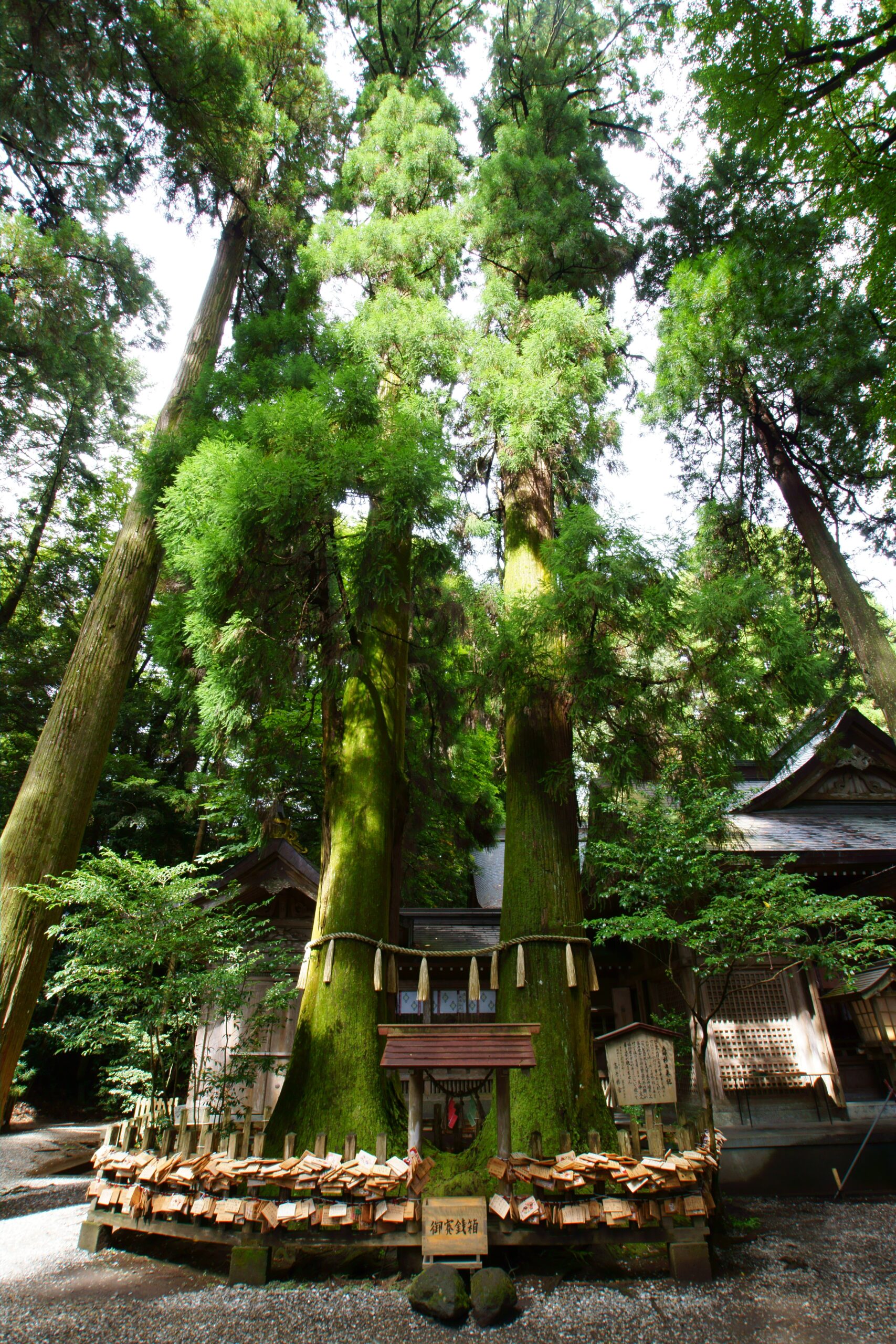 Meoto Cedar Trees (“The Married Cedars”), Takachiho Shrine